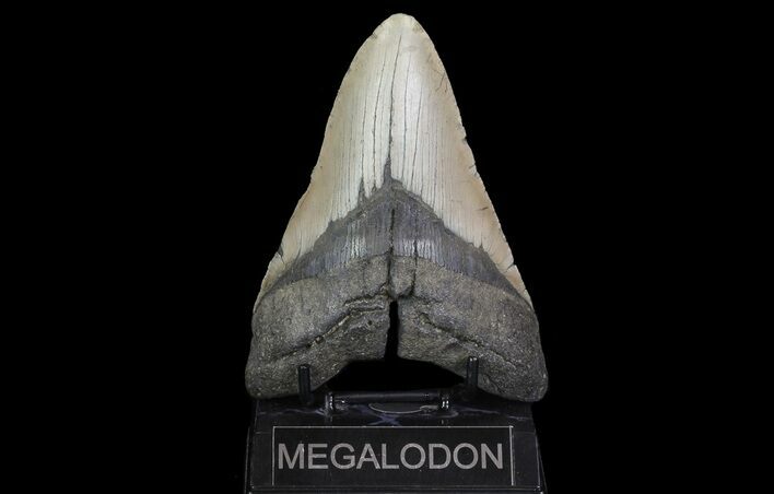 Bargain, Megalodon Tooth - North Carolina #67329